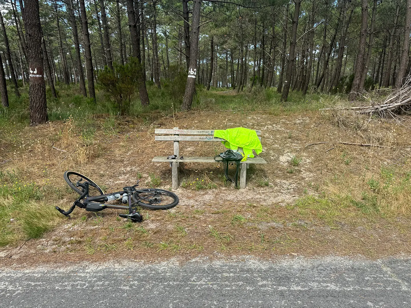 Pause im Pinienwald